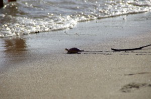 Schildkr3